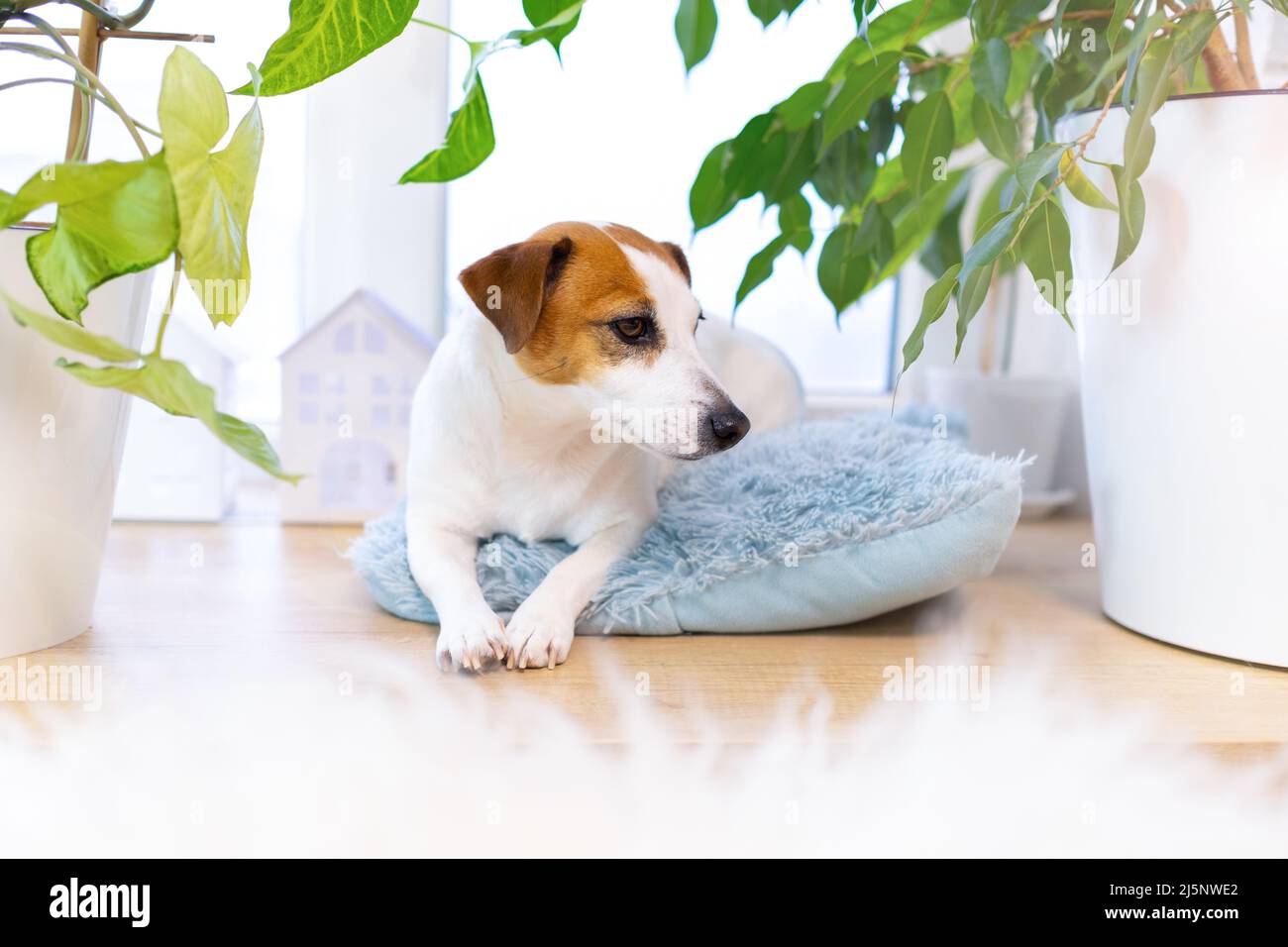 Chien Jack Russell Terrier allongé sur un oreiller bleu moelleux parmi les plantes de maison. Petit chien adorable avec des taches drôles couchés et repliant ses pattes en forme de Banque D'Images
