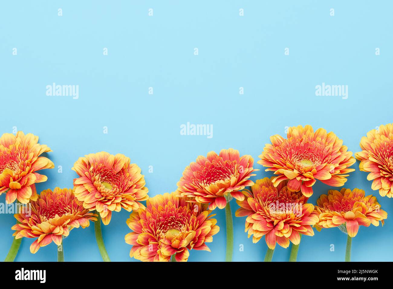 Gerberas orange vif sur fond bleu clair. Fête des mères, jour de la Saint-Valentin, concept d'anniversaire. Vue de dessus, espace de copie pour le texte Banque D'Images
