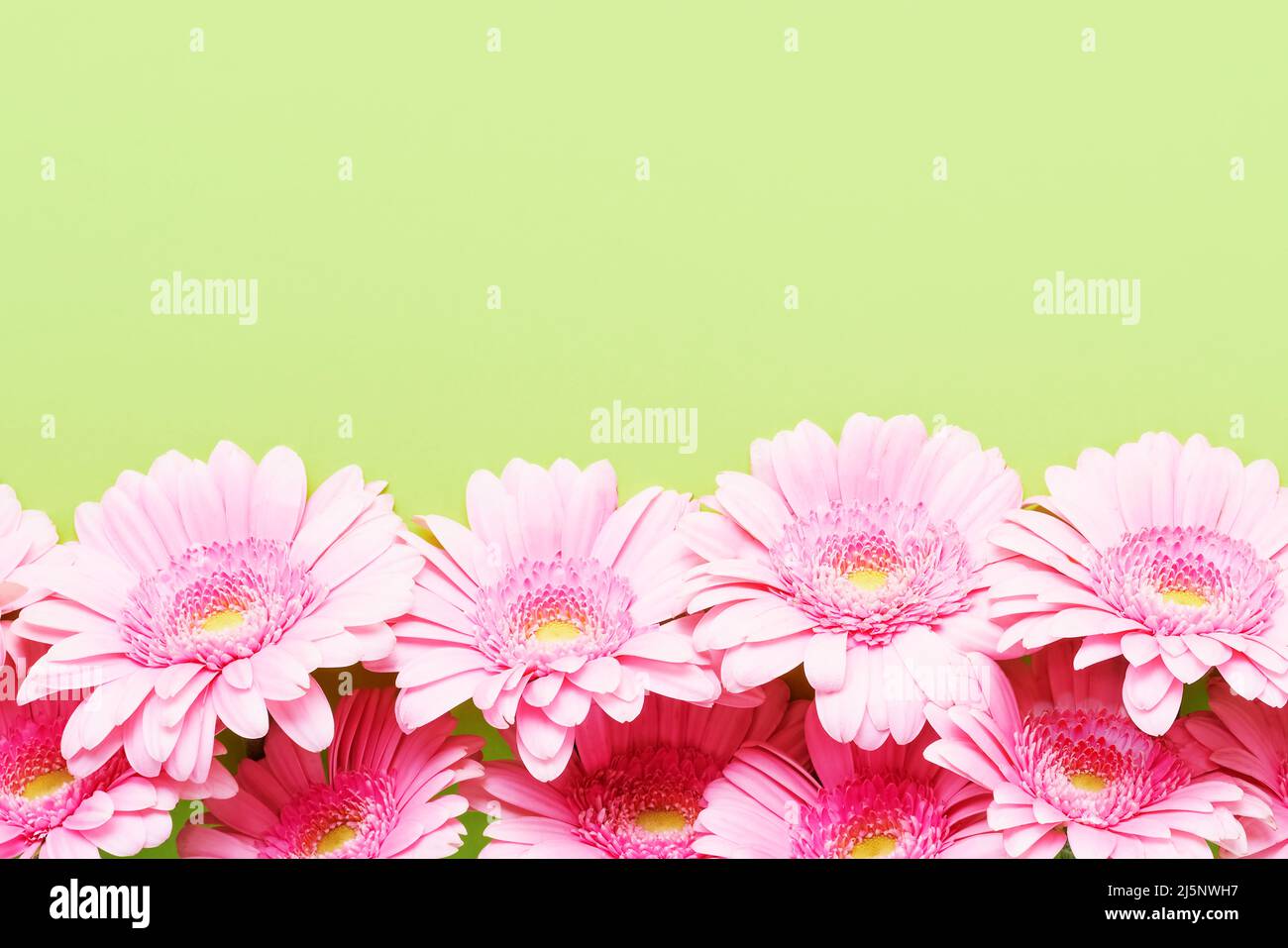 Bordure de fleurs de gerberas roses sur fond vert. Fête des mères, jour de la Saint-Valentin, concept d'anniversaire. Vue de dessus, espace de copie Banque D'Images