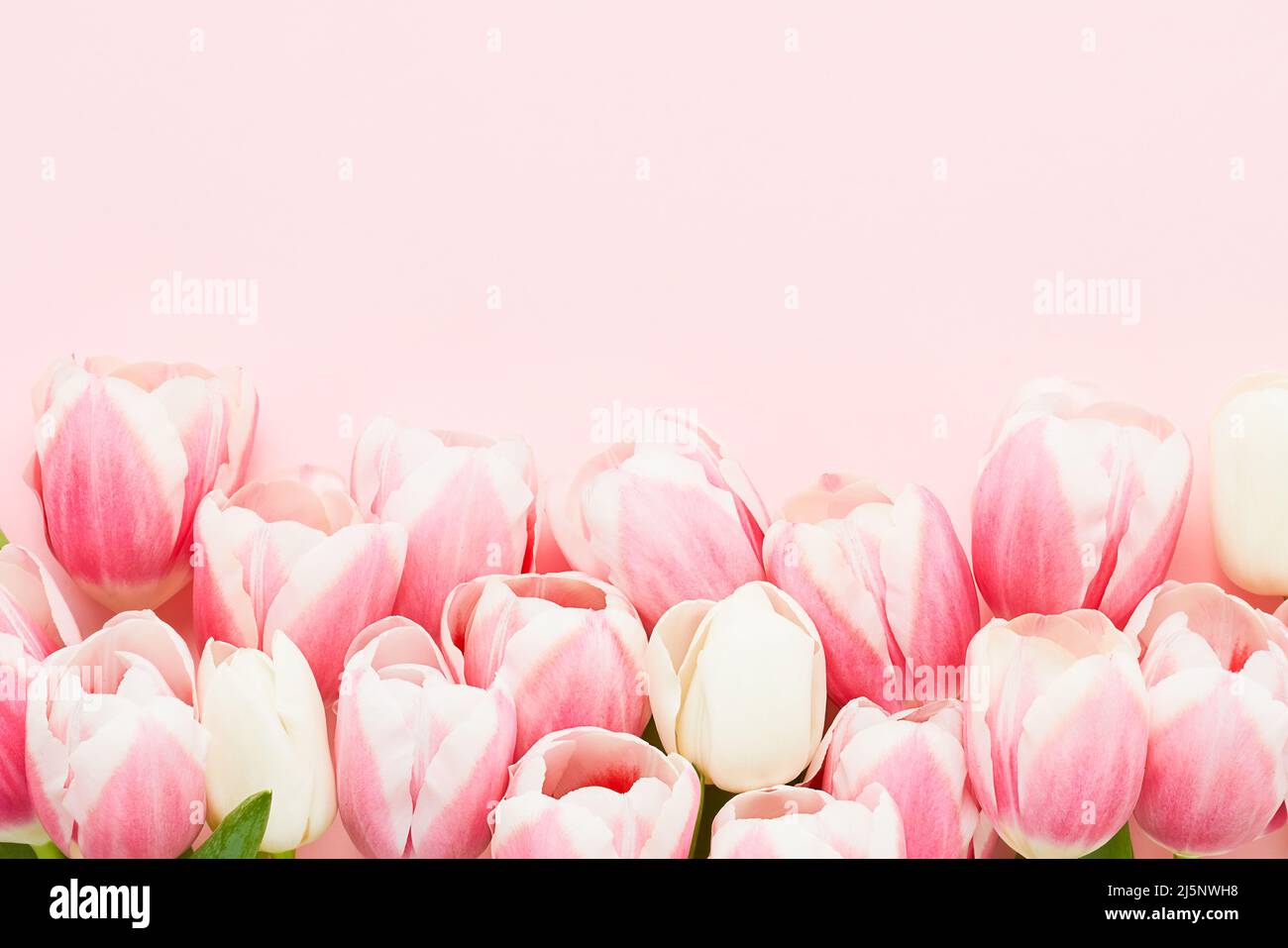 Bouquet de tulipes roses sur fond rose. Fête des mères, Saint-Valentin, concept de célébration d'anniversaire. Vue de dessus, espace de copie pour le texte Banque D'Images