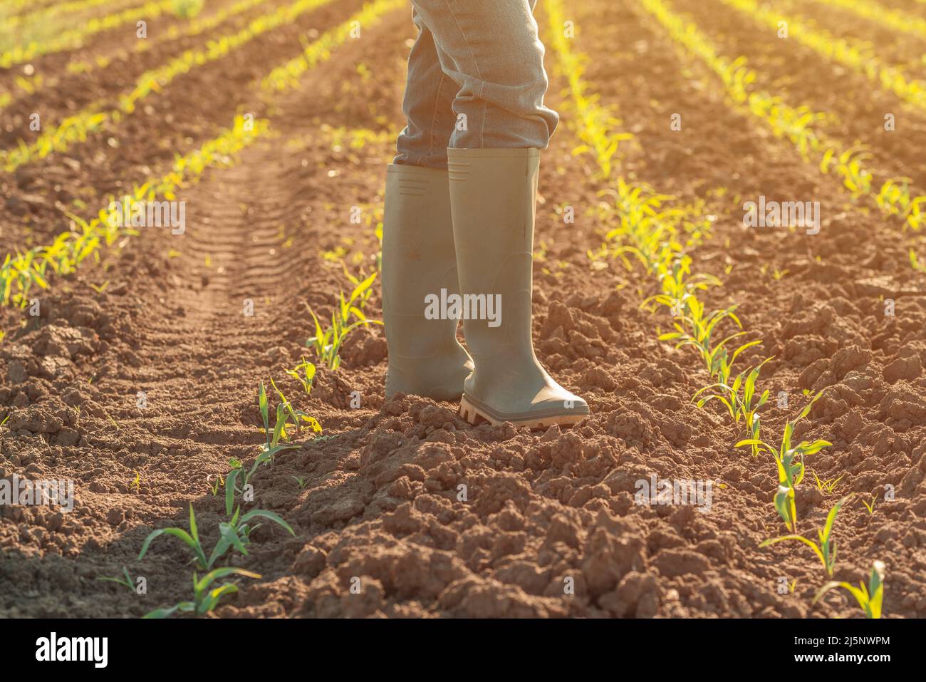 Une agricultrice de bottes en caoutchouc wellington debout dans un jeune champ de maïs vert après traitement par herbicide Banque D'Images