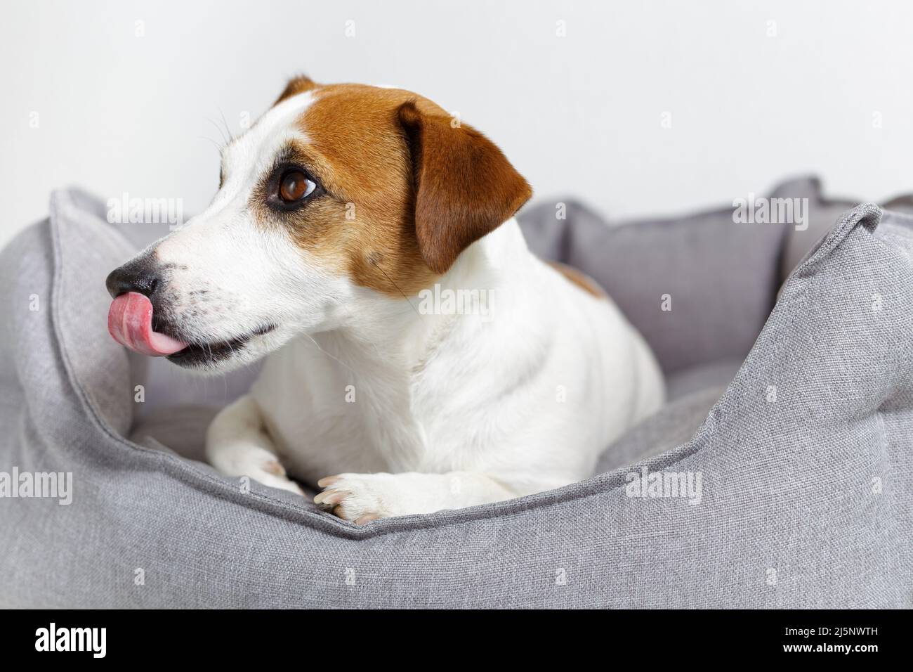 Gros plan, Jack russell terrier chien léchant nez, allongé dans un lit d'animal gris, sur un fond clair. Produits écologiques pour animaux de compagnie, magasin pour animaux de compagnie. Amour et Banque D'Images