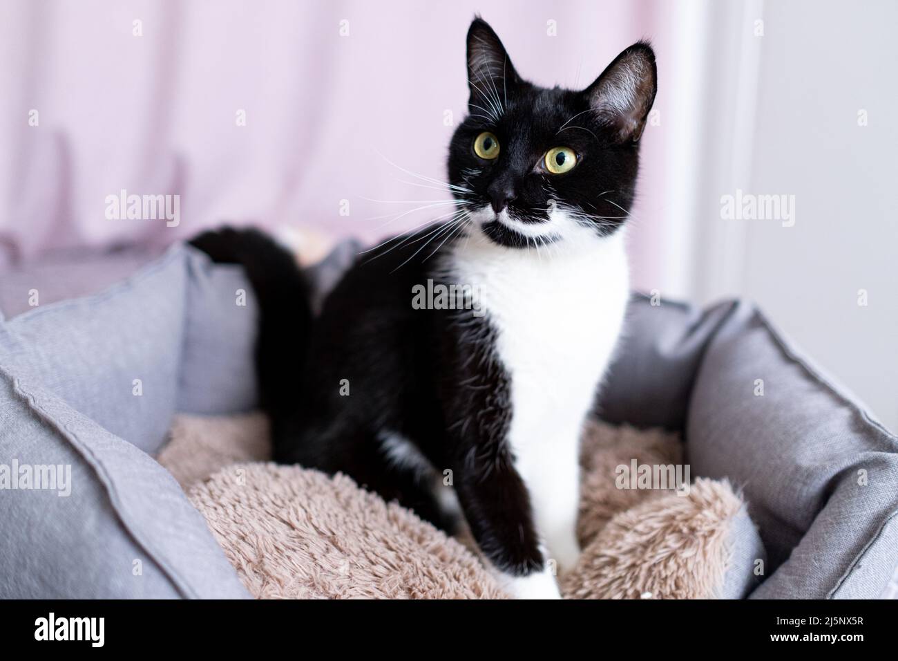 Portrait d'un chaton noir et blanc ludique à la maison. Jeune chat noir avec des whiskers blancs et des yeux jaunes intelligents est assis dans le lit de chat éco. Inhabituel Banque D'Images