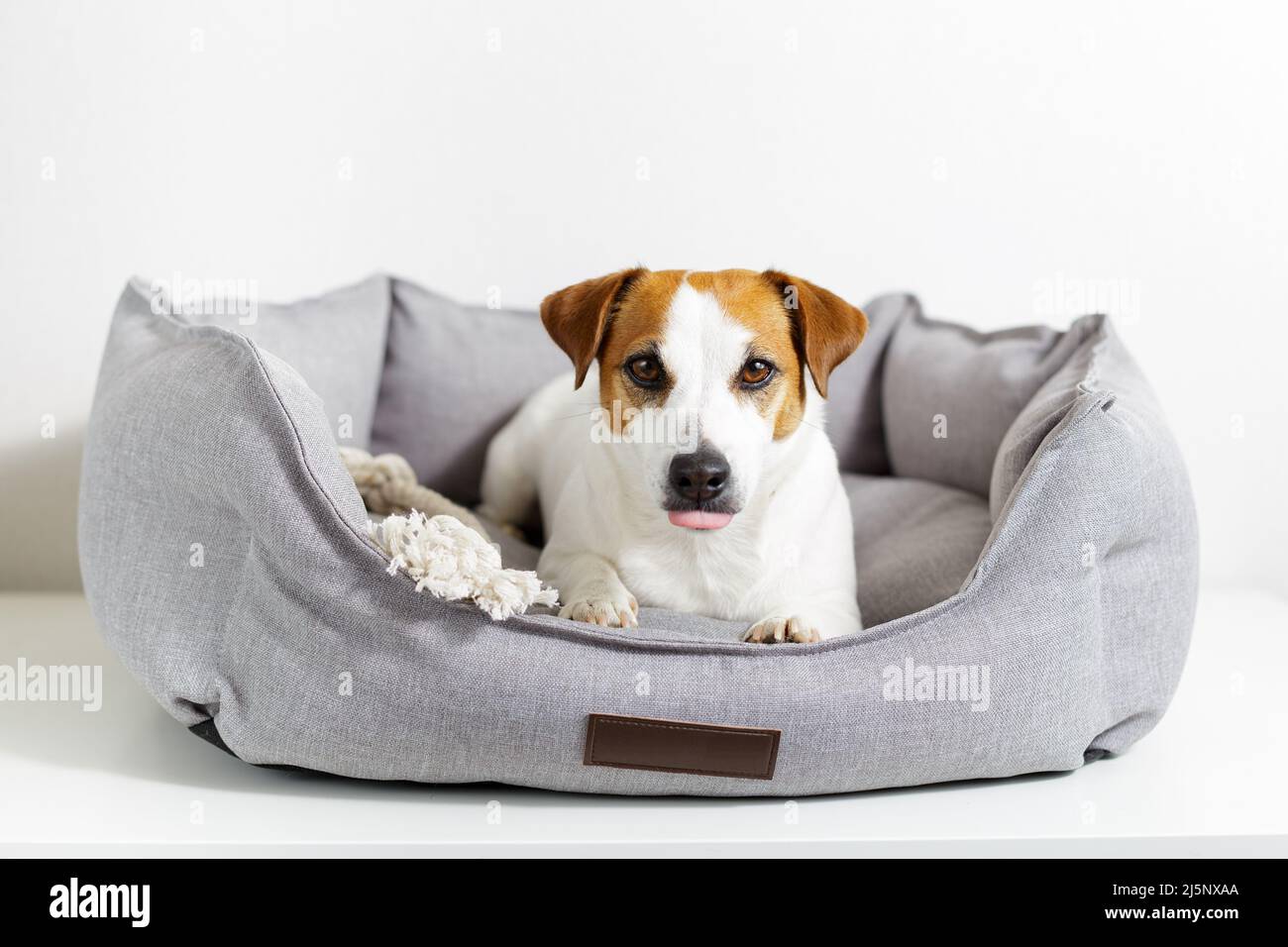 Jack Russell terrier allongé dans un lit d'animal gris, pattes étirées et regardant l'appareil photo avec la langue saillante sur fond clair. Animal écologique Banque D'Images
