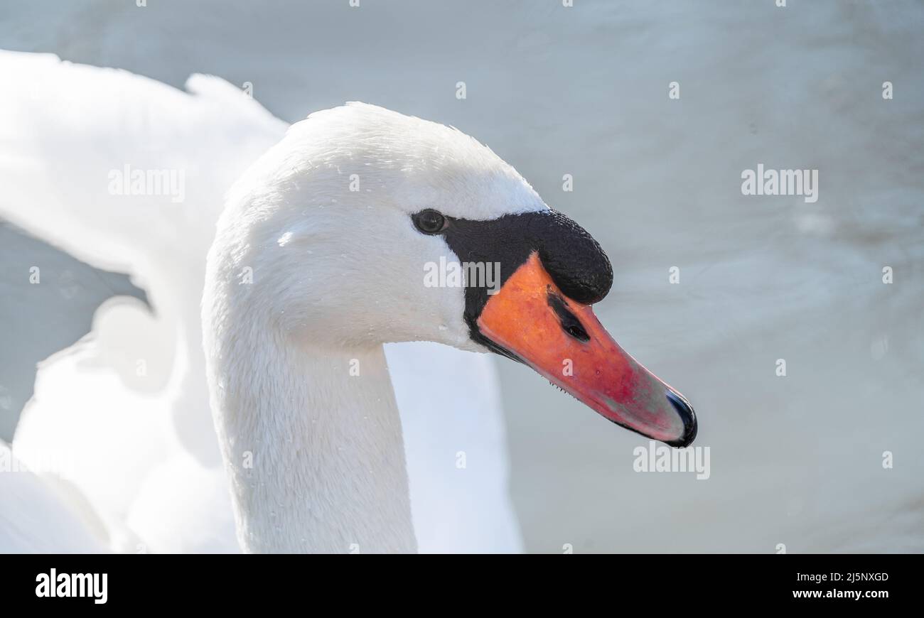 Portrait od élégant cygne gros plan. Gros plan d'une tête d'oiseau. Gros plan sur le cygne, portrait de cygne, Cygnus avec bec orange Banque D'Images