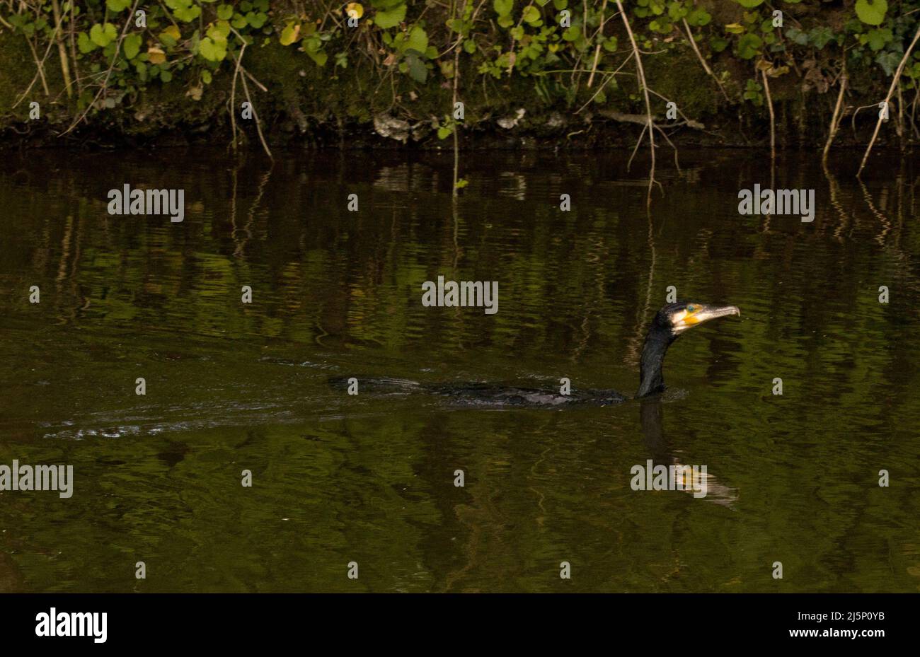 Cormorant Swimming River Sort Harlow Essex Banque D'Images