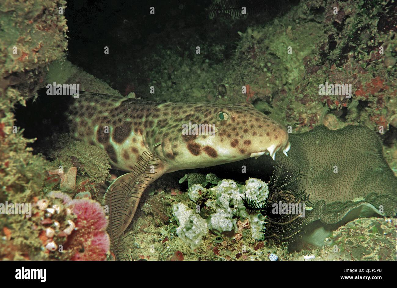 Bambooshark, requin bambou ou requin ailette (Chiloscyllium punctatum), dans un récif corallien, Irian Jaya, mer de Halmahera, Indonésie, Asie Banque D'Images