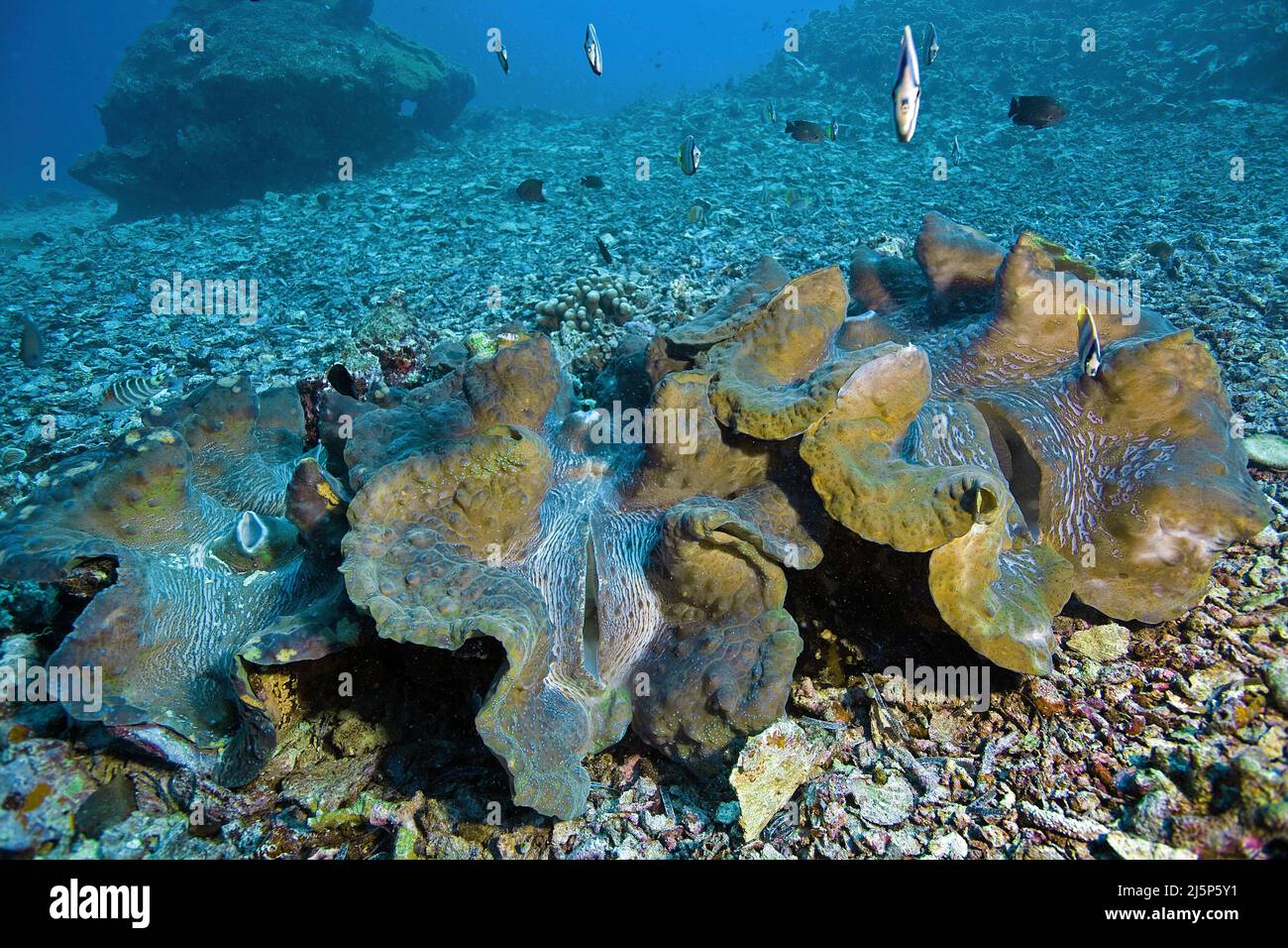 Big True, palourdes géantes ou palourdes de Killer (Tridacna gigas), ouvert, Bali, Indonésie, Asie Banque D'Images