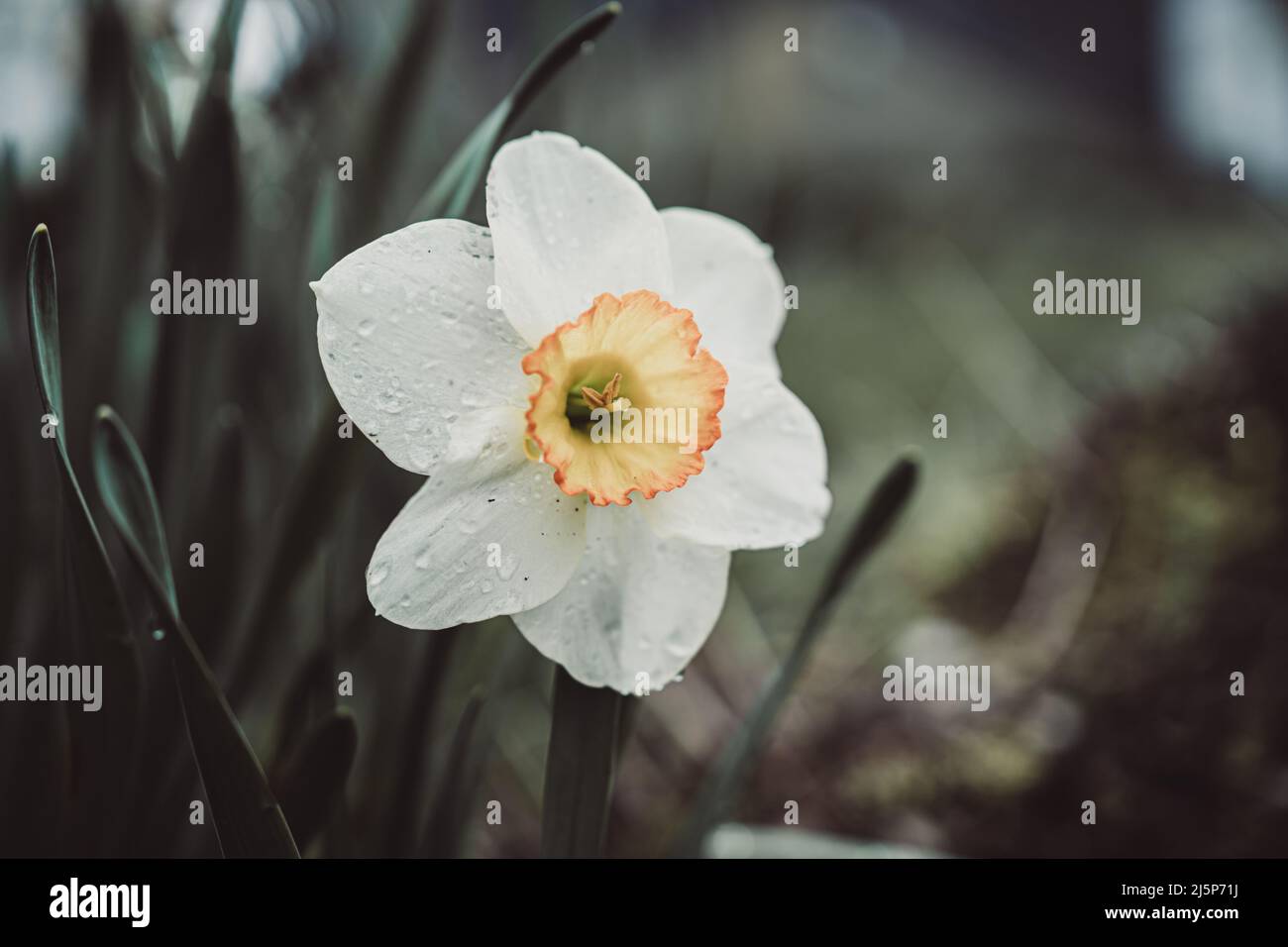 De belles fleurs de jardin Banque D'Images