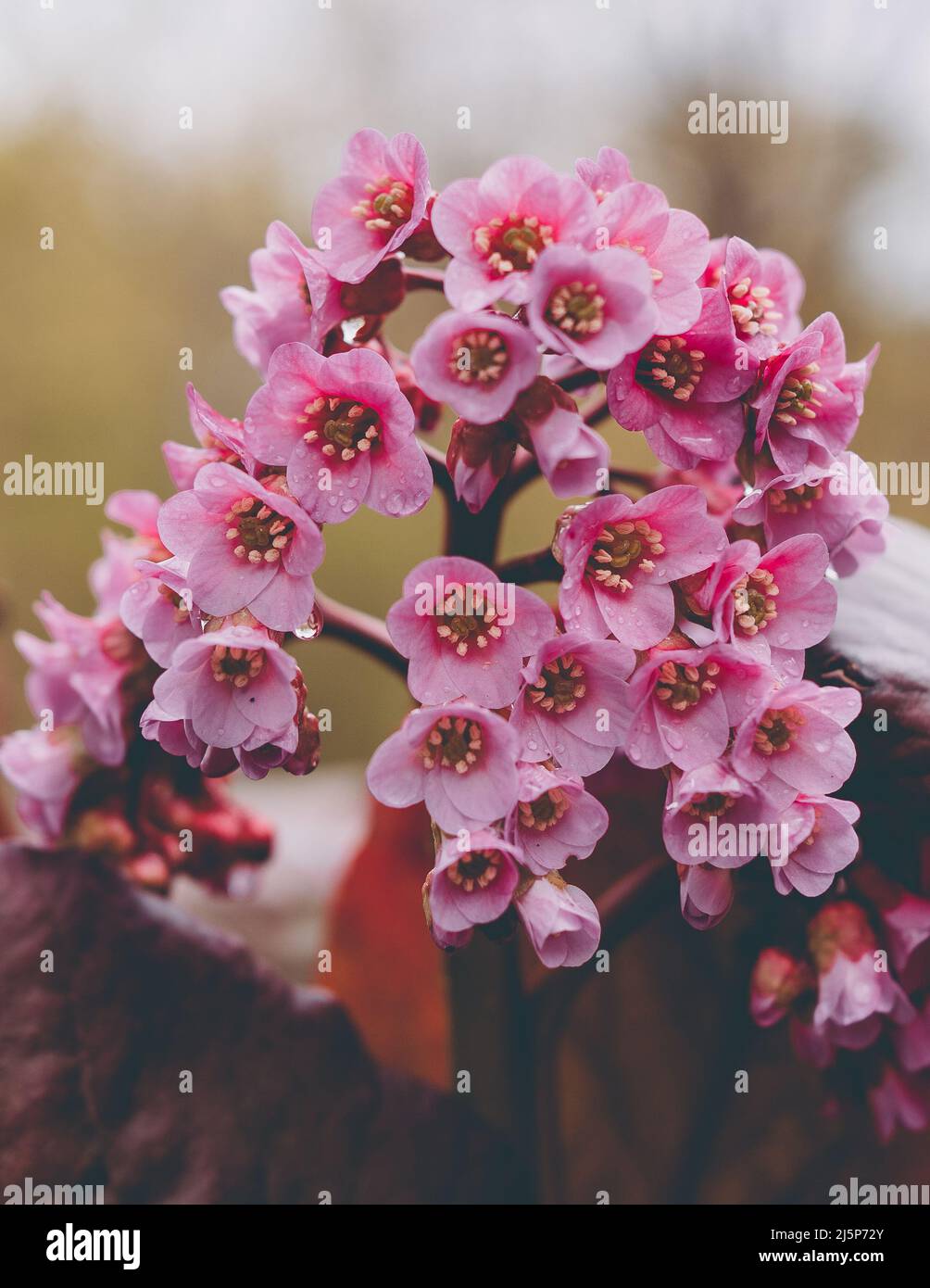 De belles fleurs de jardin Banque D'Images