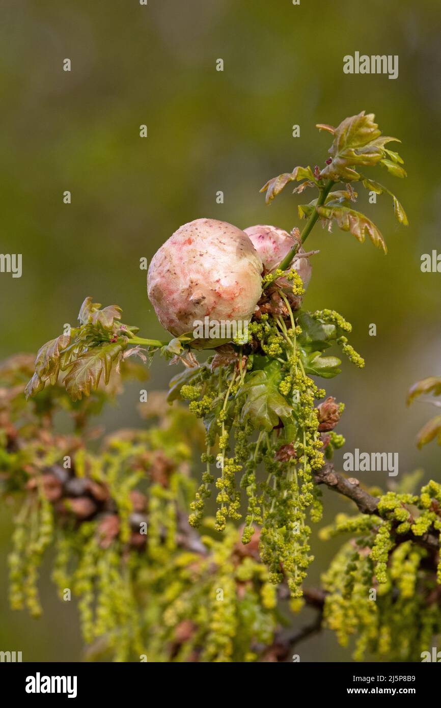 Oak Apple Gall Wasp (Biorhiza pallida) Norfolk UK GB avril 2022 Banque D'Images