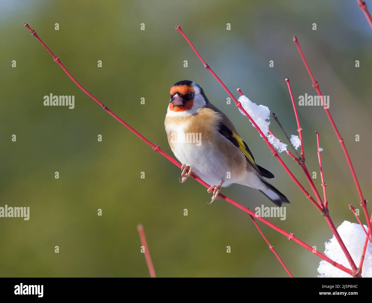Goldfinch perchée sur une branche Acer rouge en hiver. Une journée ensoleillée, mais on peut voir de la neige s'accrocher aux branches. Banque D'Images