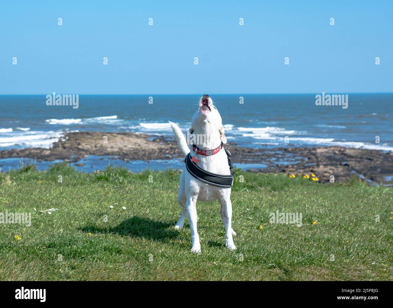 White Staffordshire Bull Terrier mélange howling chien tout en se tenant sur l'herbe sur le front de mer à Tynemouth Beach North Tyneside Banque D'Images
