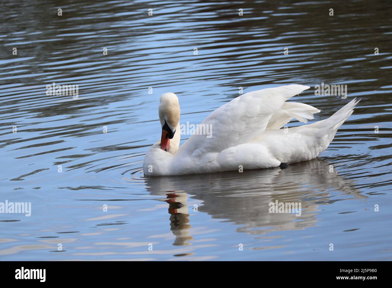 Cygnes à Waterworks Belfast Banque D'Images