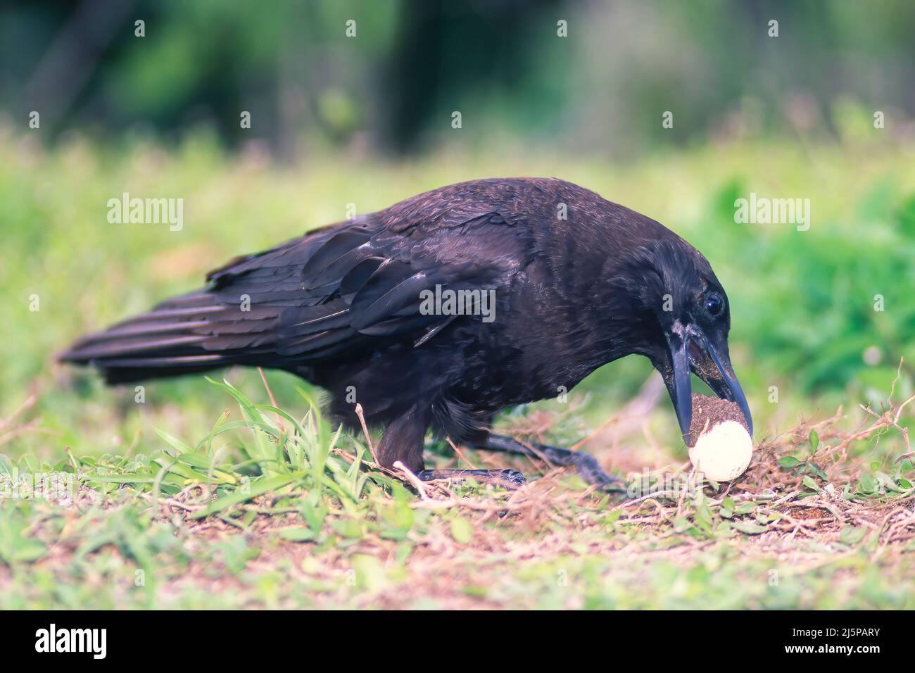 Crow américain (Corvus brachyrhynchos) voler un œuf, Floride, Amérique, États-Unis Banque D'Images