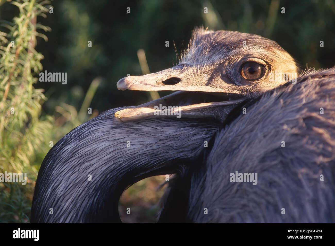 Grande Rhea (Rhea Americana), province d'entre Rios, Argentine Banque D'Images