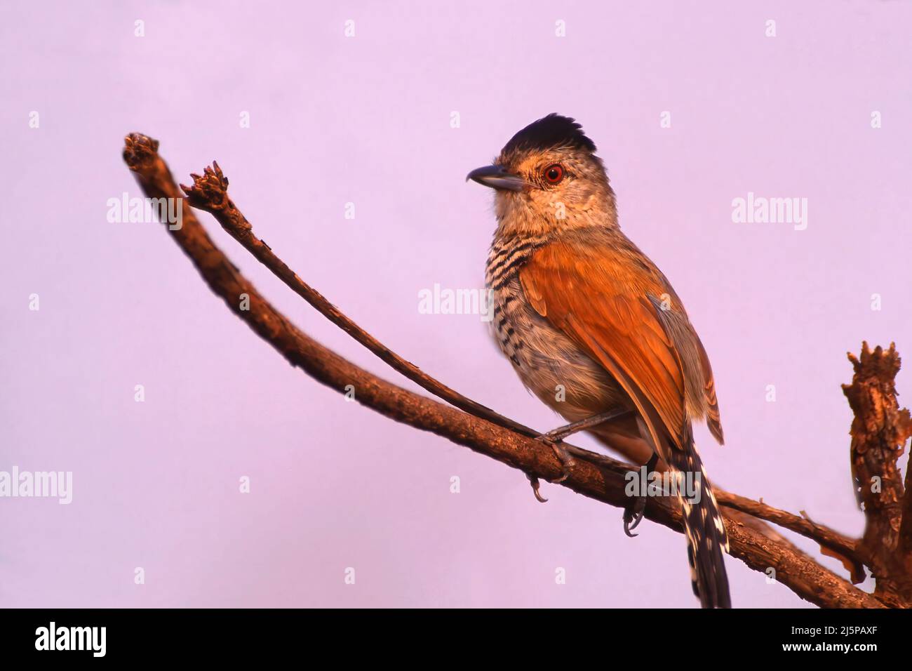 Antcrevettes ailées de rufous (Thamnophilus torquatus), Mato Grosso, Brésil Banque D'Images
