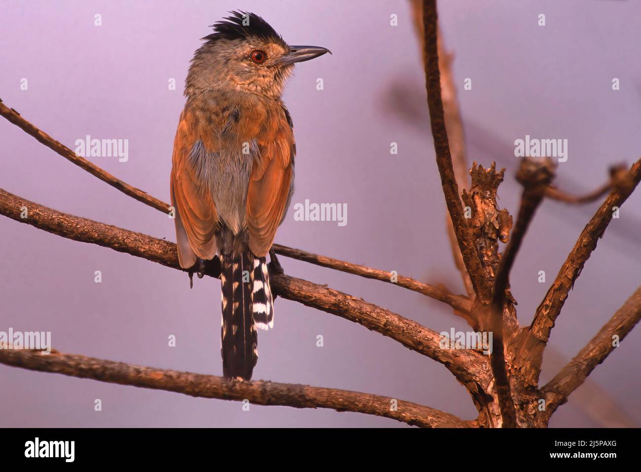Antcrevettes ailées de rufous (Thamnophilus torquatus), Mato Grosso, Brésil Banque D'Images