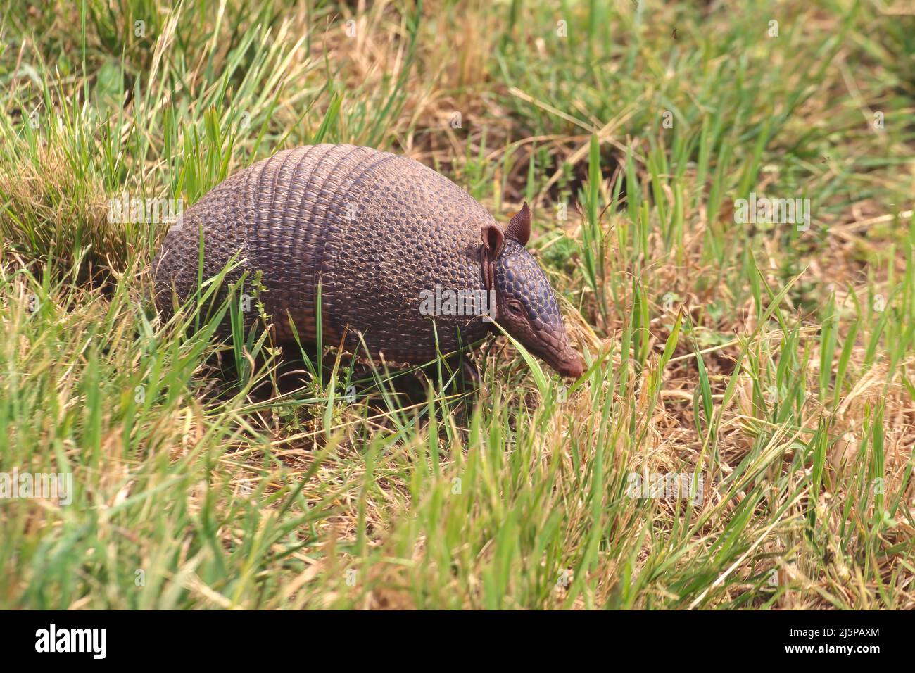 Armadillo à neuf bandes (Dasypus novemcinctus) dans l'herbe, Patagonie, Argentine Banque D'Images