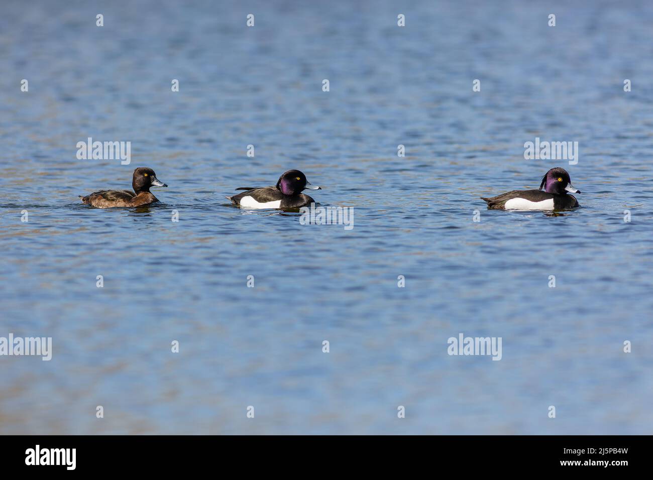 Trois canards touffetés, deux mâles noirs et blancs et une femelle brune, nageant dans une rangée d'eau bleue le jour ensoleillé du printemps. Banque D'Images