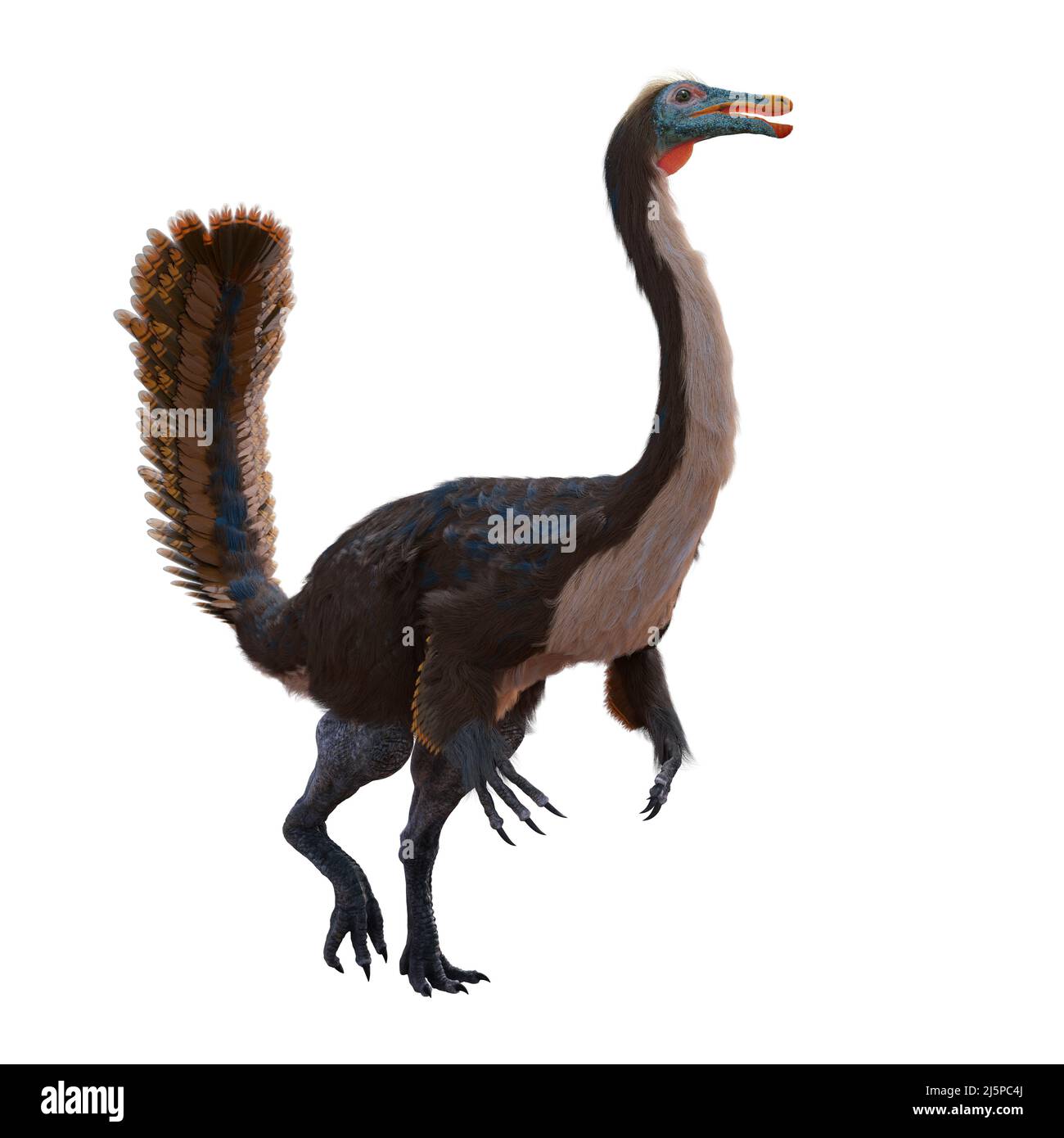 Gallimimus, dinosaure théropode à plumes qui vivait durant la période du Crétacé tardif, isolé sur fond blanc Banque D'Images