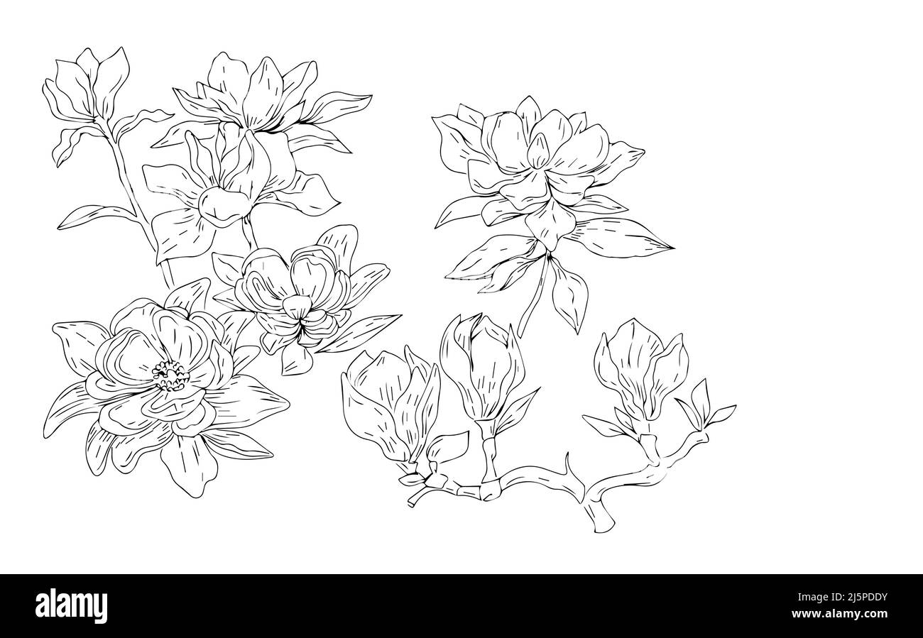 Magnolia fleurs printemps fleurs plantes illustration graphique livre de coloriage dessiné à la main pour les enfants esquisse Doodle Banque D'Images