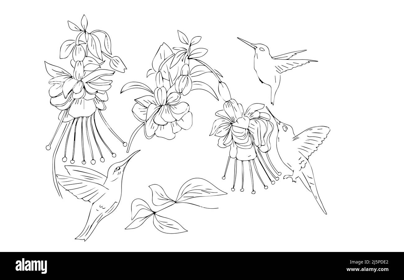Hummingbird et fuchsia oiseaux fleurs printemps fleurs plantes graphiques illustration livre de coloriage dessiné à la main pour les enfants esquisse Doodle Banque D'Images