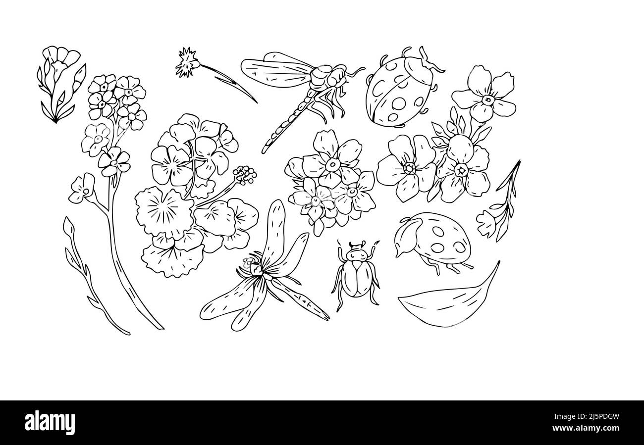 coccinelle coccinelle coccinelle insectes et fleurs géranium et oublier-me-nots belle clipart de printemps dessiné à la main ensemble séparément sur le dos blanc Banque D'Images