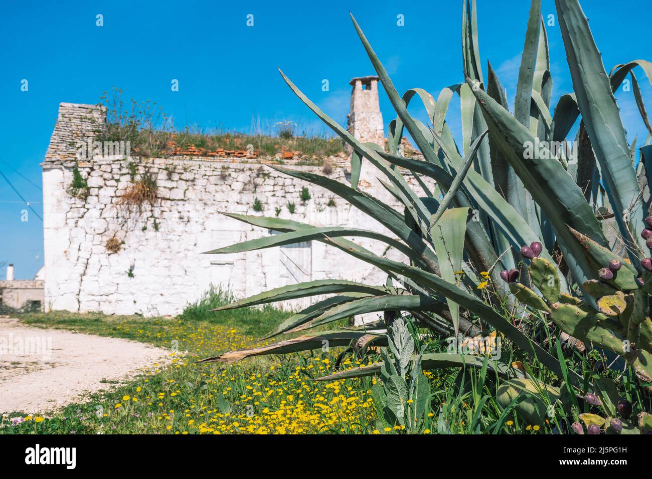 Vieille ferme blanche, finca ou cottage dans la campagne à Puglia, Italie, Europe entouré par la nature avec agave Banque D'Images