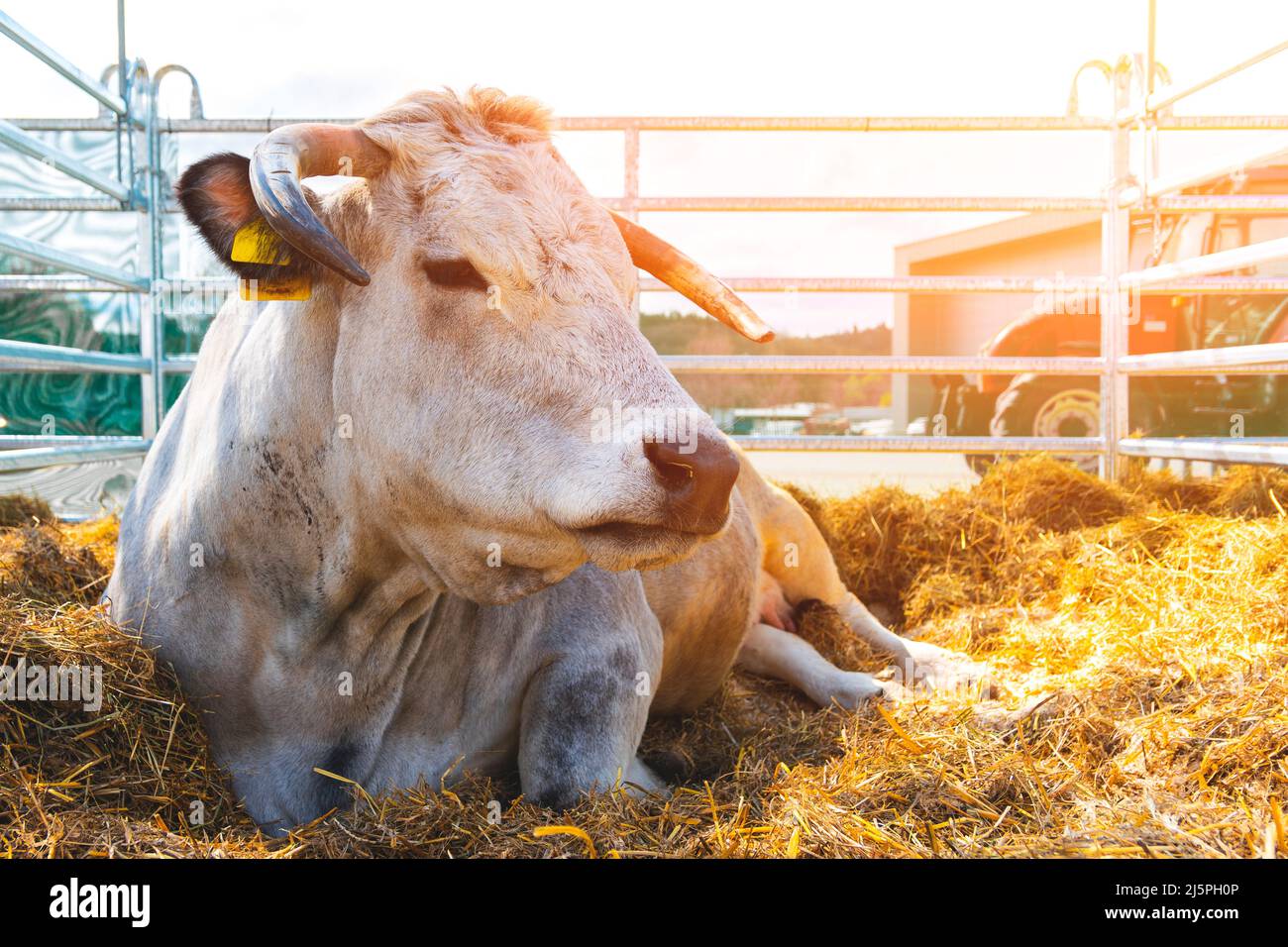 Vache blanche avec cornes dans le corral. Vaches dans le paddock avec des étiquettes sur les oreilles. Vue rapprochée. Ferme de lait de vache. Banque D'Images