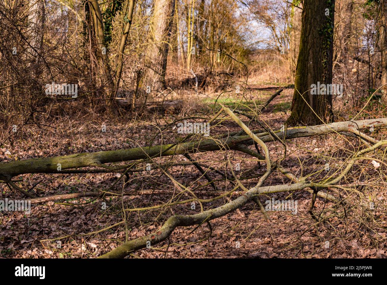 Un chemin forestier est bloqué par des branches et des arbres tombés Banque D'Images