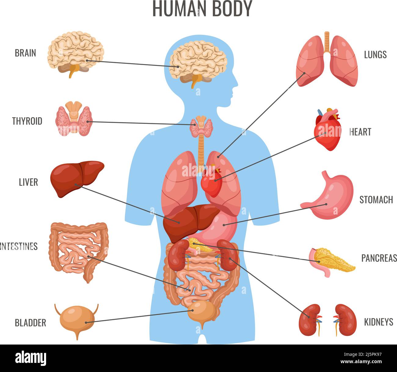Organes internes du corps humain. Affiche plate d'organe intérieur, modèle  de bannière de médecine biologique. Anatomie scientifique, carte  d'éducation médicale. Cœur, cerveau, poumons Image Vectorielle Stock - Alamy