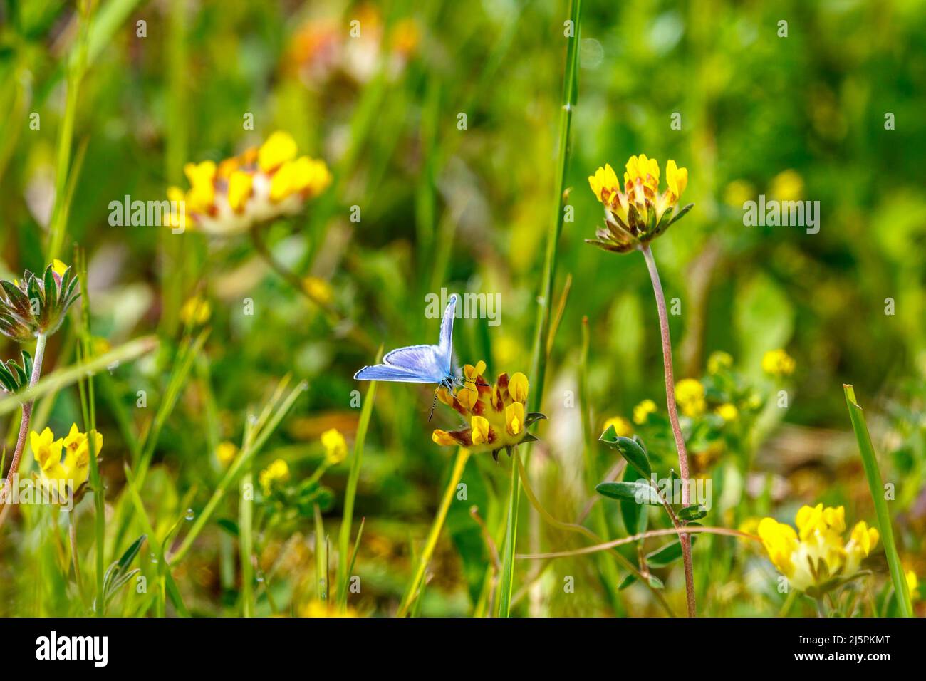 Papillon bleu commun suçant le nectar sur une fleur de vetch de rein Banque D'Images