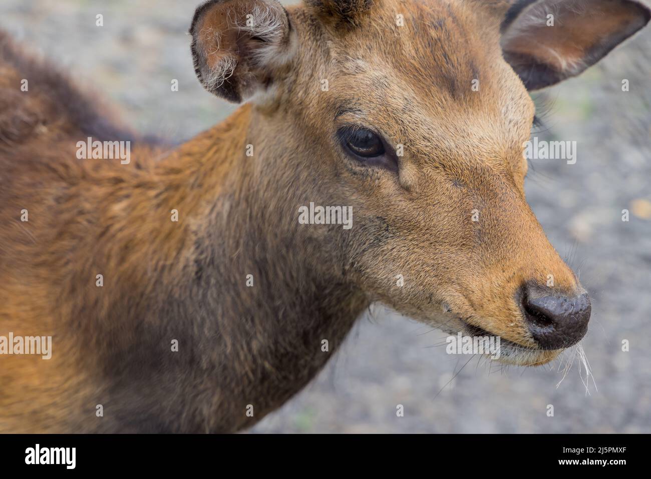 Portrait de cerf ou de chevreuil debout au sol. Banque D'Images