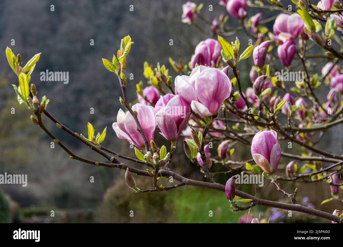 Rose Magnolia fleurir au début du printemps Banque D'Images