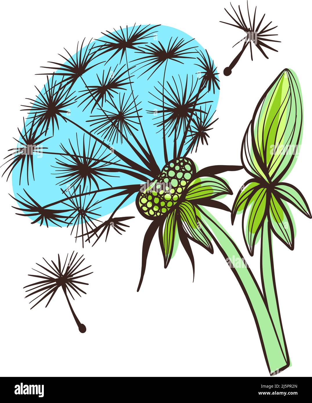 Bouton et fleur de pissenlit. Dessin d'usine de printemps vert Illustration de Vecteur