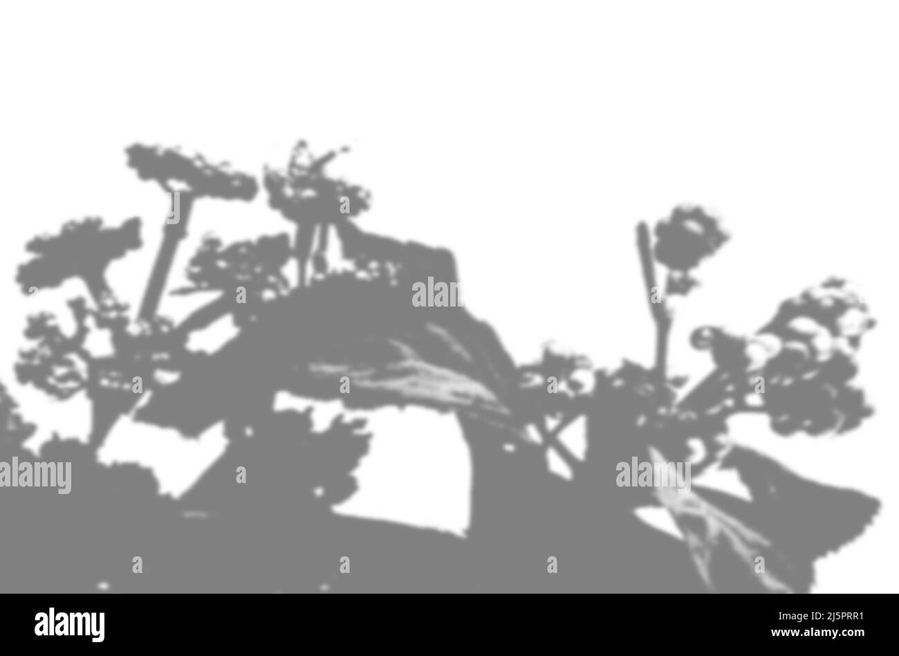 Arrière-plan d'été des ombres à fleurs violettes sur un mur blanc. Blanc et noir pour la photo ou la maquette. Banque D'Images