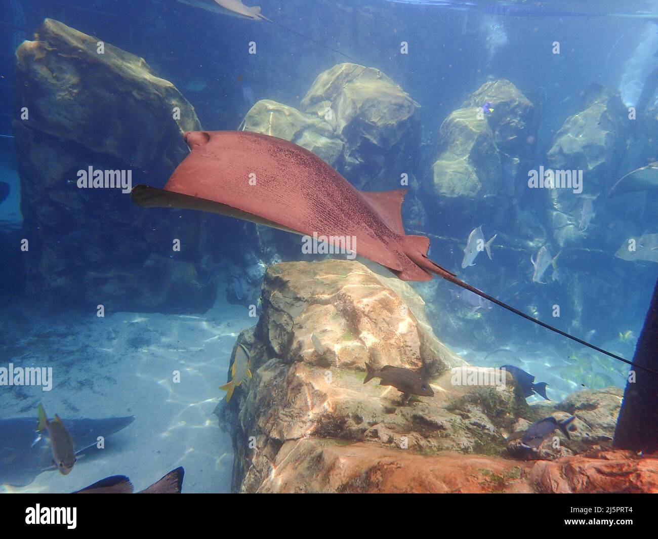 Cawnose Ray nageant au-dessus du récif de corail, raies Banque D'Images