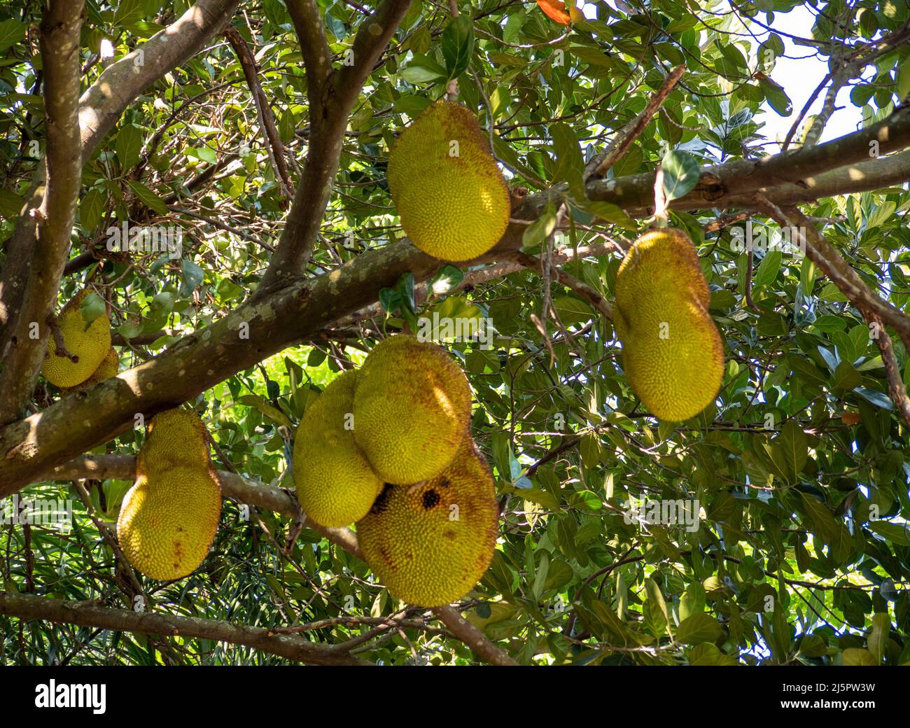 Jackfruit sur l'arbre, jackfruit Banque D'Images