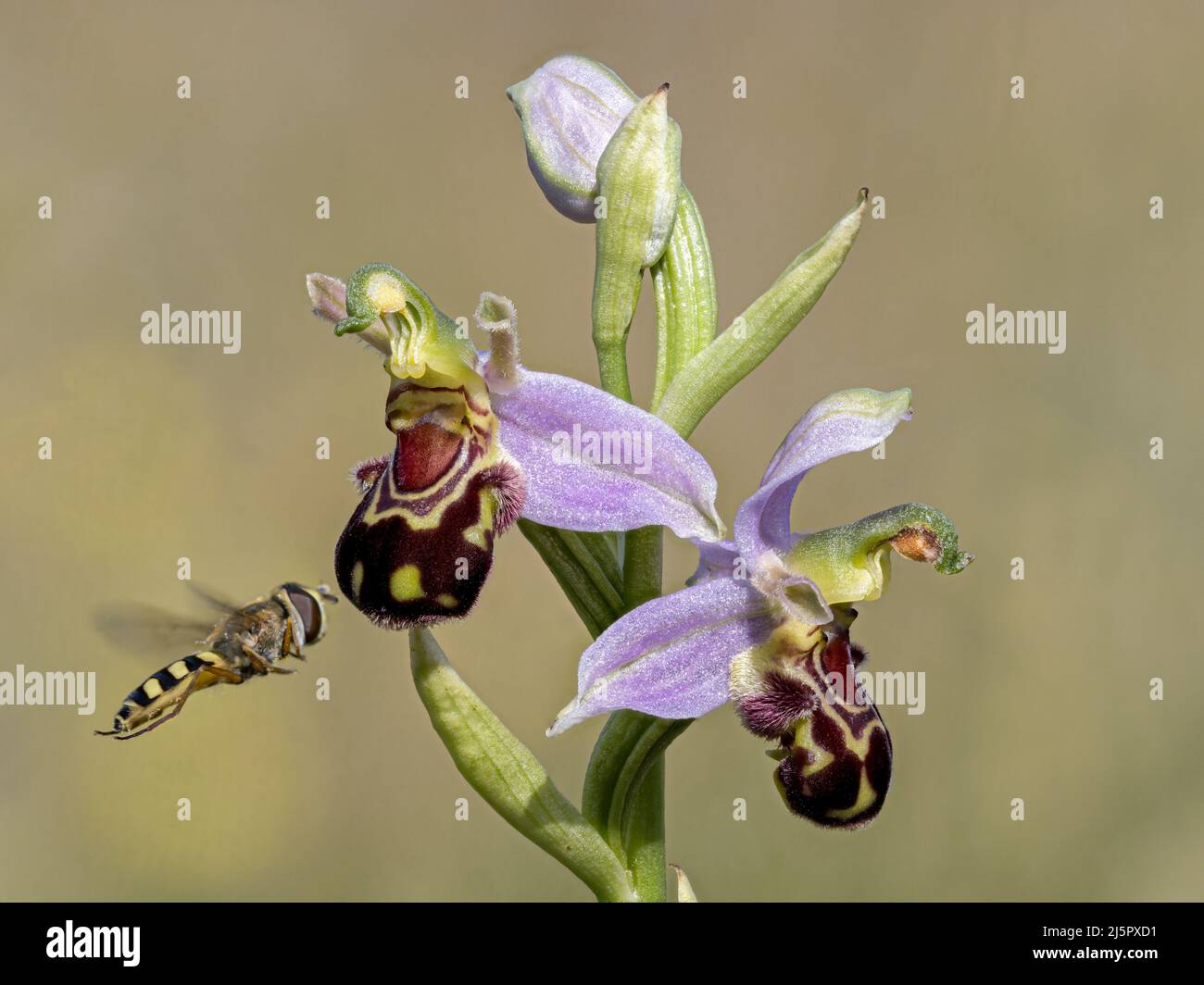 Abeille Orchidée, Ophrys apifera, fleur visité par un Hoverfly Norfolk, juin Banque D'Images