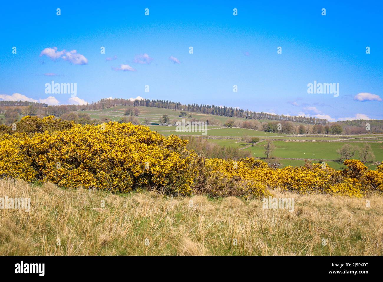 Vue sur le Lake District Fell / campagne sauvage ouverte / campagne piétonne / randonnée Banque D'Images