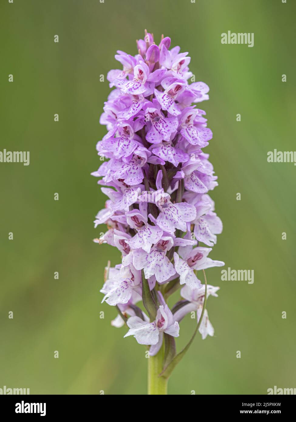 Orchidée du marais précoce, Dactylorhiza incarnata, détail de la tête de fleur. Norfolk juin Banque D'Images