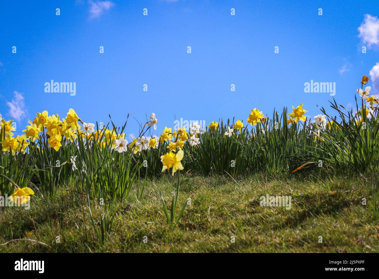 Jonquilles, soleil et ciel bleu / saison de printemps Banque D'Images
