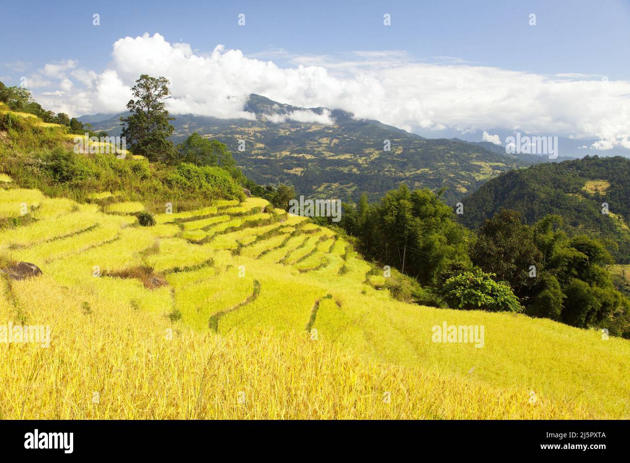 rizières ou rizières en terrasse dorée dans les montagnes de l'Himalaya au Népal magnifique paysage de l'himalaya Banque D'Images