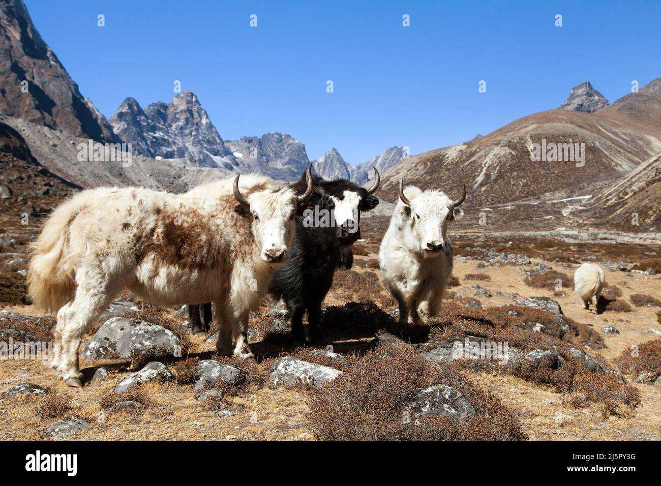 Groupe de trois yaks, bos grunniens ou bos mutus, sur le chemin du camp de base de l'Everest, montagnes de l'Himalaya du Népal Banque D'Images
