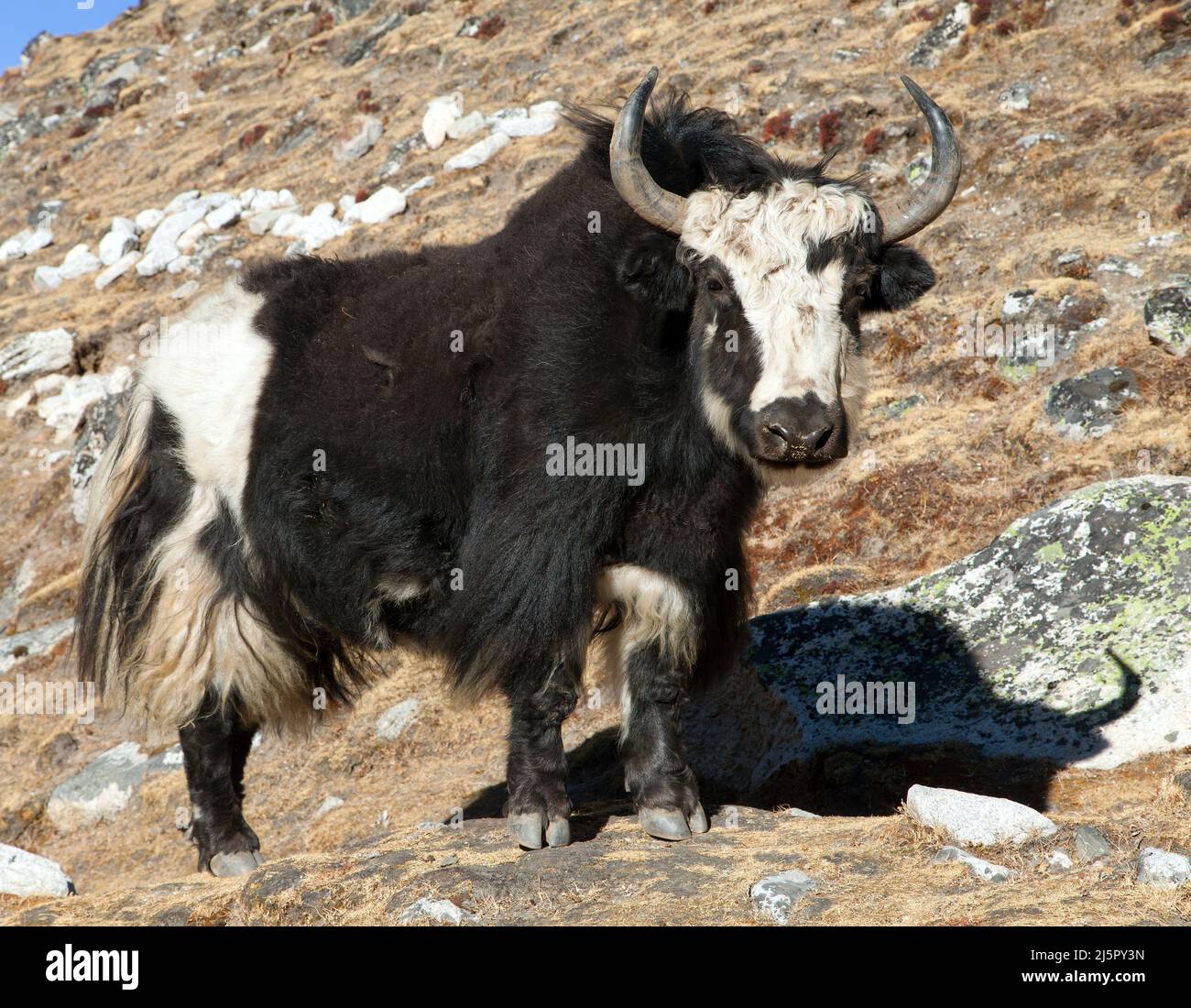 Yak noir et blanc (Bos grunniens ou Bos mutus) Sur le chemin de l'Everest camp de base - Népal Himalaya Banque D'Images