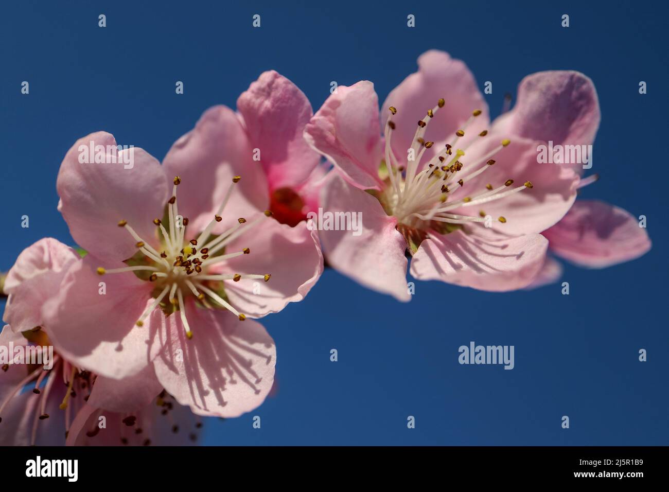 Fleur de pêche rose avec pétales et étamines délicats, branche de fleur de pêche avec fond bleu ciel, fleur de printemps, macro de fleur de pêche, floral Banque D'Images