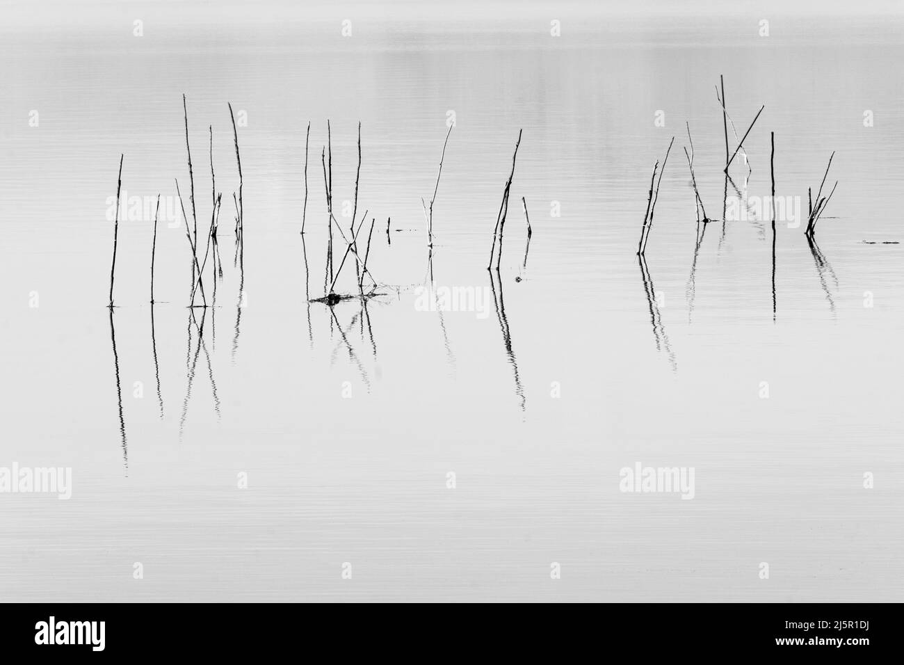 Arrière-plan abstrait minimal de la ligne d'herbe dans une eau calme de lac Banque D'Images