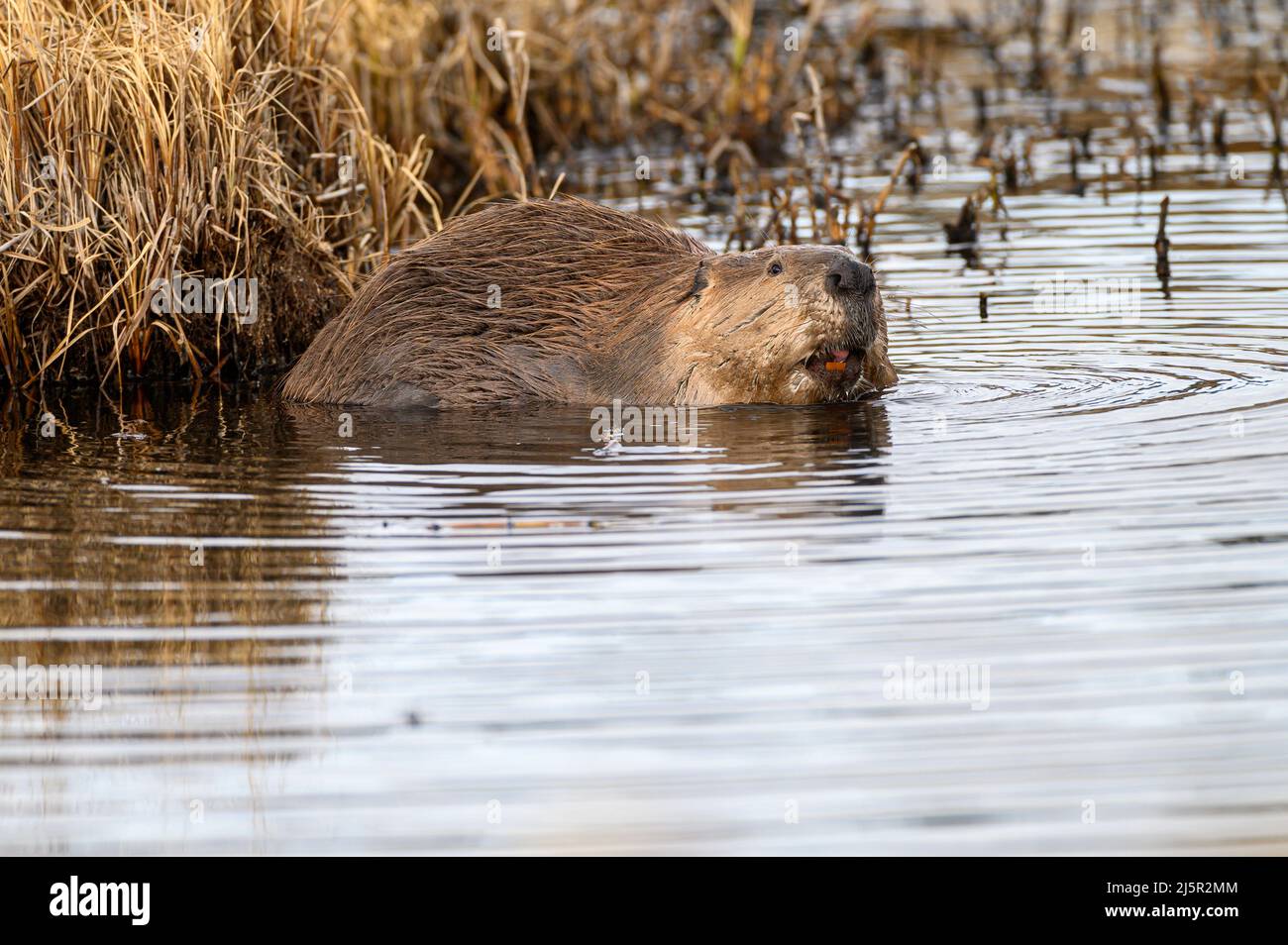 Un grand castor de castor canadensis dans l'eau montrant ses dents Banque D'Images