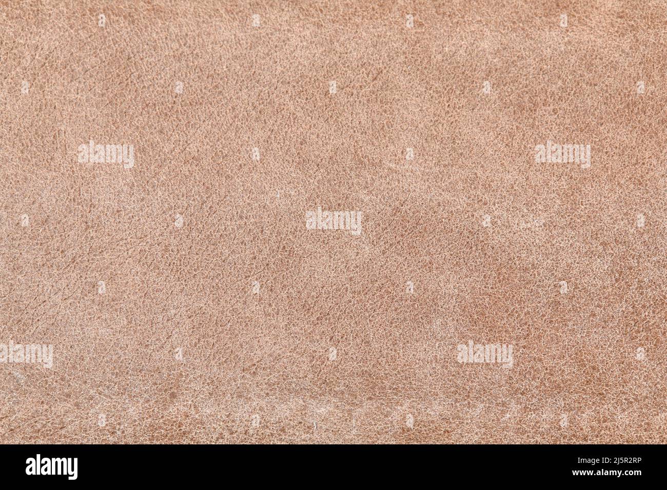 L'échantillon de cuir beige de couleur ecru . Arrière-plan abstrait avec espace de copie, vue de dessus Banque D'Images